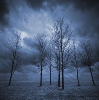 Bare trees in snowy landscape