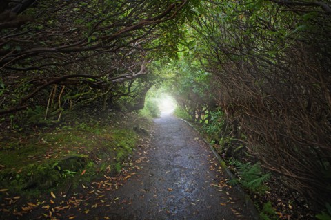 Paved road in forest