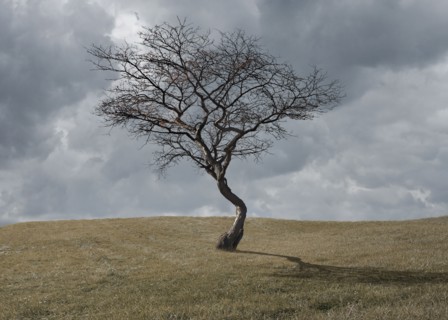 Bare tree growing in rural landscape