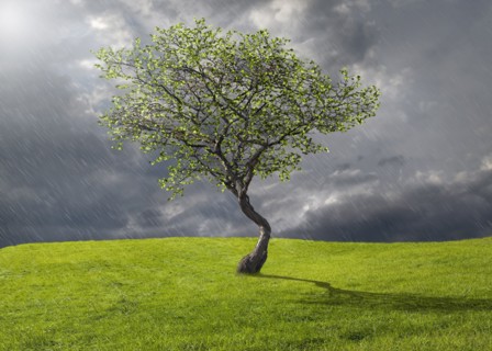 Tree growing in rural landscape