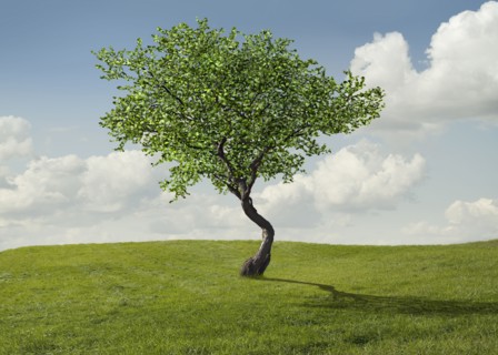 Tree growing in rural landscape