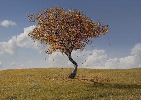 Autumn tree growing in rural landscape