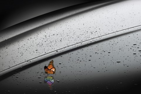 Orange butterfly with rainbow reflection