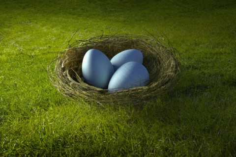 Blue eggs in bird's nest