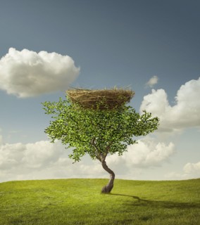 Empty bird's nest in tree