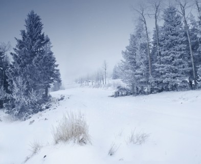 Snowy landscape
