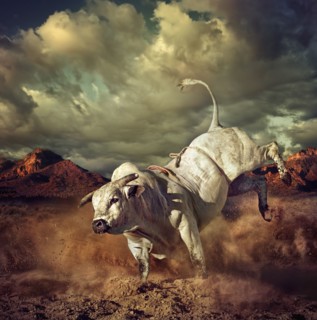 Bucking bull kicking dirt in desert