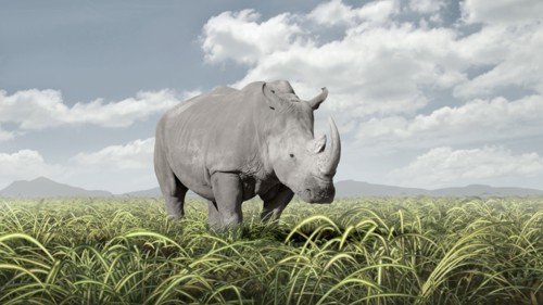 Rhinoceros grazing in rural field