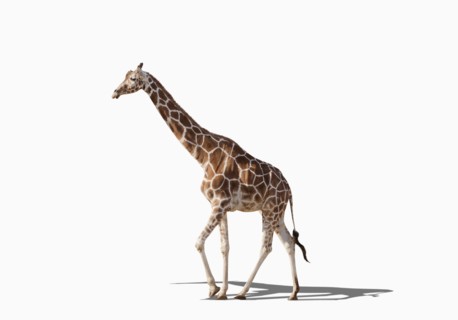 Giraffe walking in studio