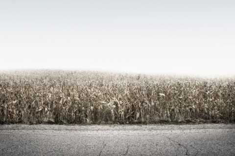 Crop field growing along rural road