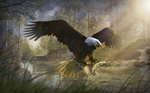 Bald eagle catching fish from rural river