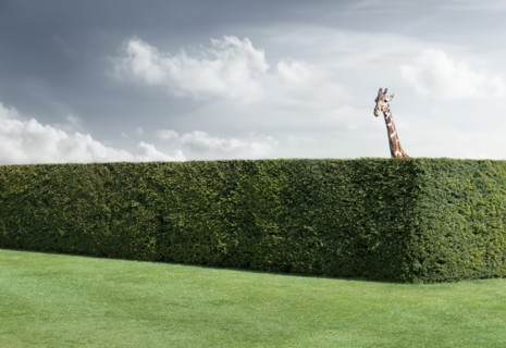 Giraffe peering over neatly trimmed hedges