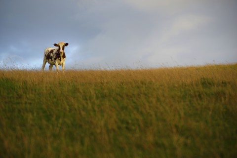 Cow standing in grassy field