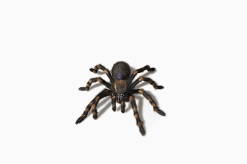Close up of tarantula crawling