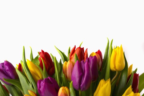 Close up of bouquet of tulips
