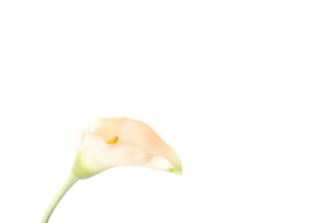Close up of blooming flower