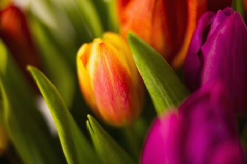 Close up of blooming tulips