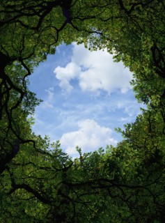 Low angle view of sky and tree canopy