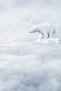 Polar bear floating on ice floe in clouds