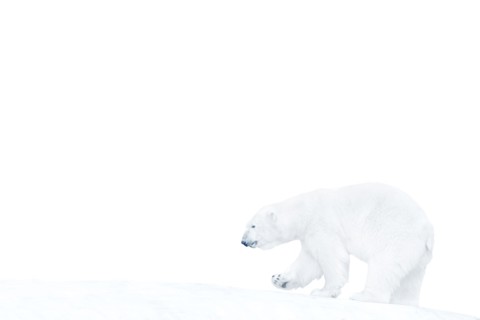 Polar bear walking on ice