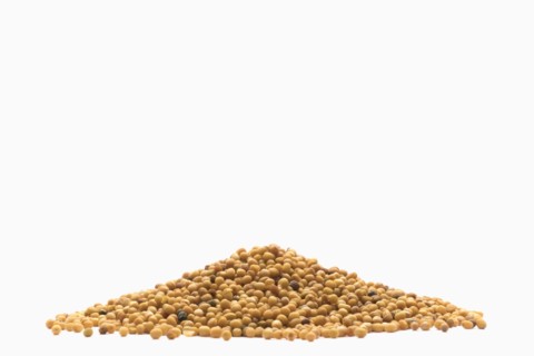 Pile of brown seeds