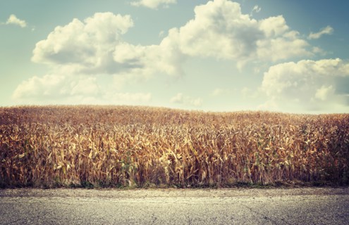 Road near brown agriculture crop field