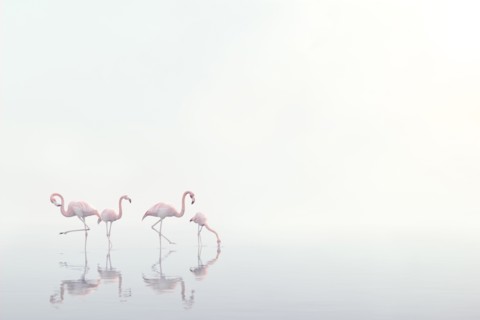 Flamingos wading in foggy water