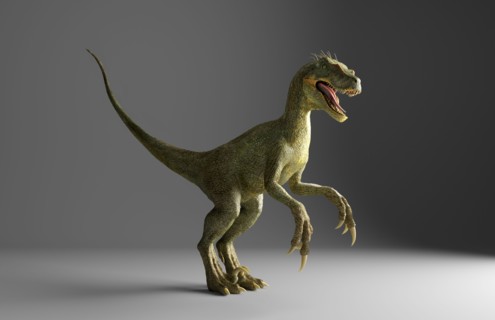 Velociraptor dinosaur standing on gray background
