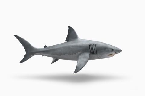 Shark floating on white background