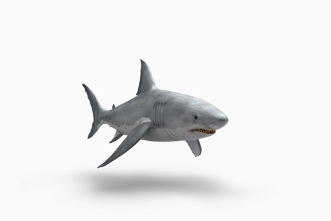 Shark floating on white background