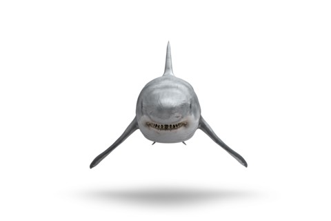 Shark floating on white background
