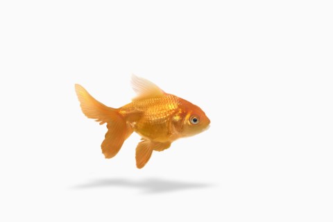 Goldfish floating on white background