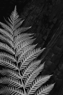 Fern leaf against tree