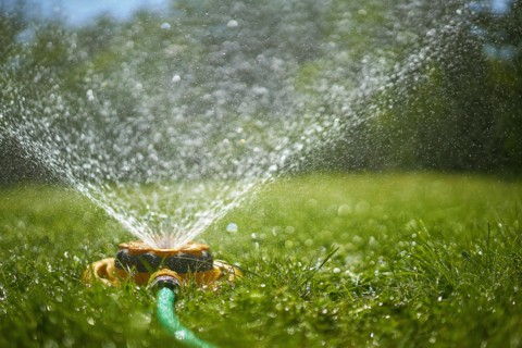 Surface level view of backyard sprinkler spraying