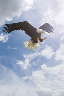 Fierce eagle flying in cloudy sky