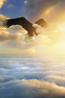 Fierce eagle flying in sunset sky