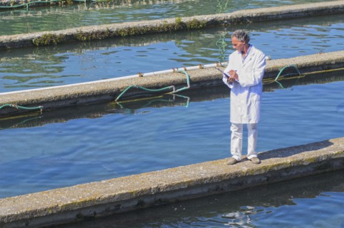 Hispanic man working in fish hatchery