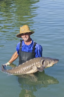 Hispanic man holding large sturgeon