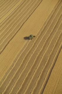 Combine harvester in wheat field aerial view