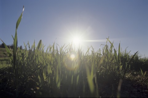shoots of green grass