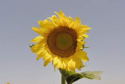 Sunflower close up