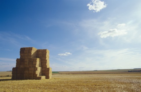Bales of Hay in Field
