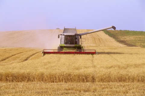 Combine harvester harvesting wheat in field