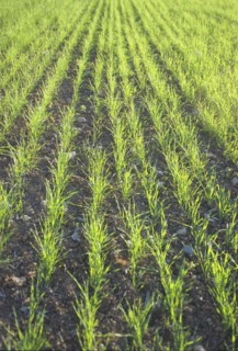 Grass Seedlings Growing in a Field