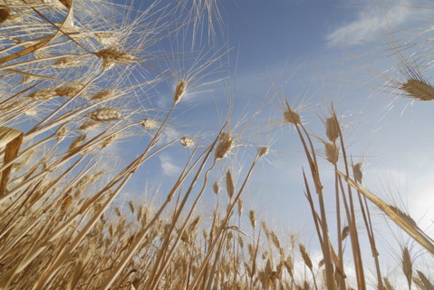 Stalks of ripe wheat close-up low angle view