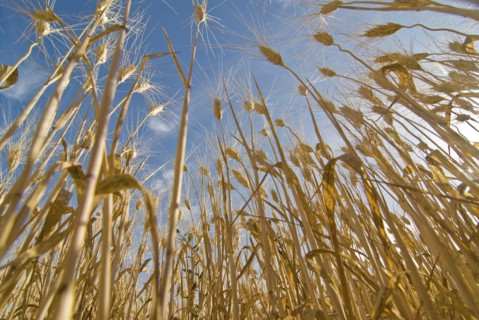 ripe stalks of wheat low angle view