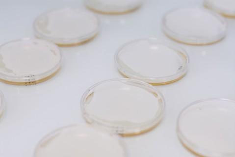 Petri dishes
