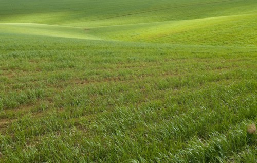 Spain Andalusia fields of wheat spring