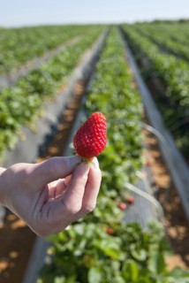 hand of woman holding ripe strawberry