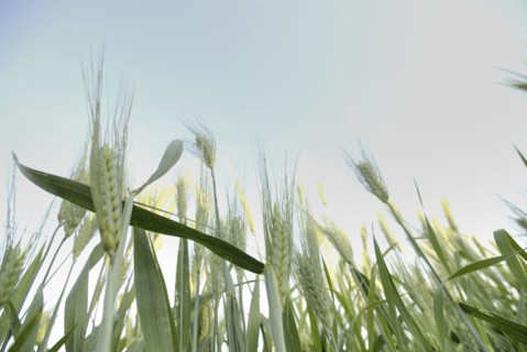 stalks of wheat low angle view